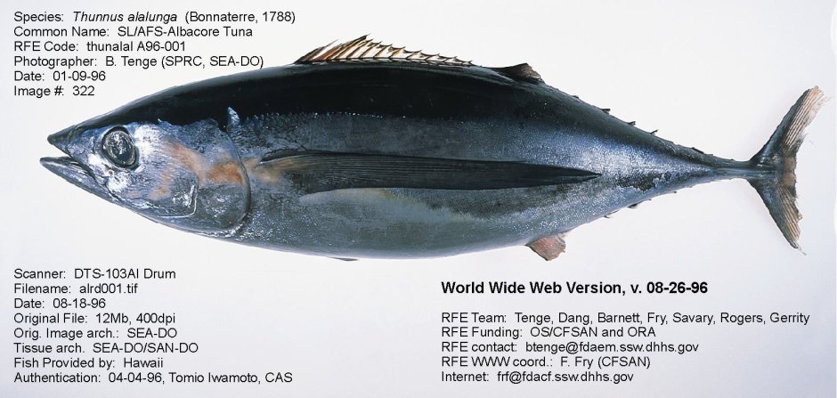 Yellowfin Tuna перевод