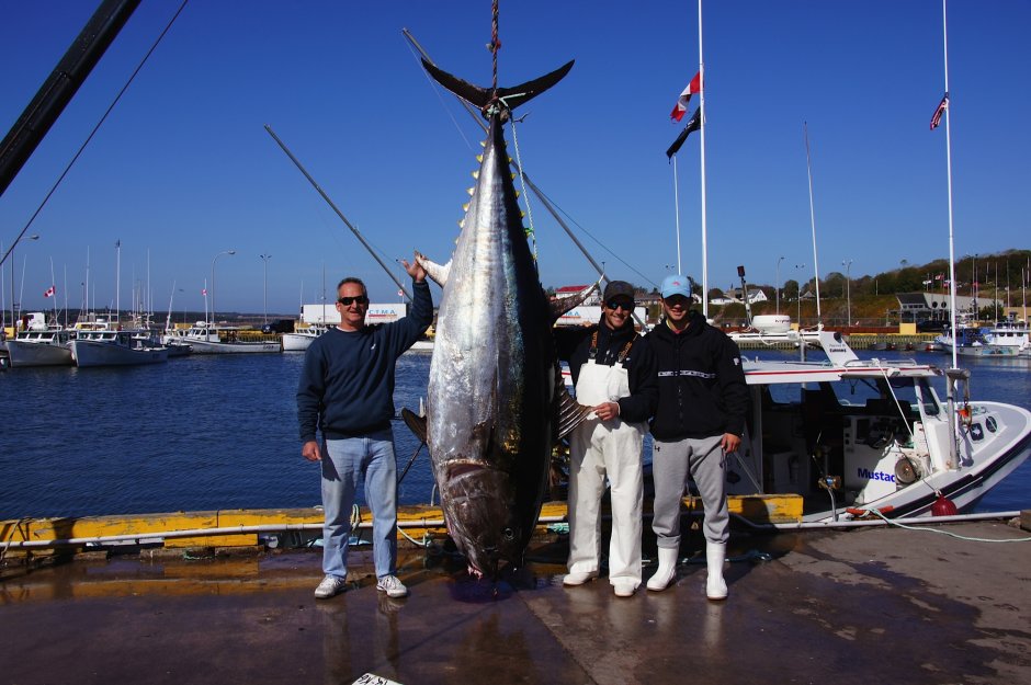 Желтопёрый тунец Thunnus Albacares