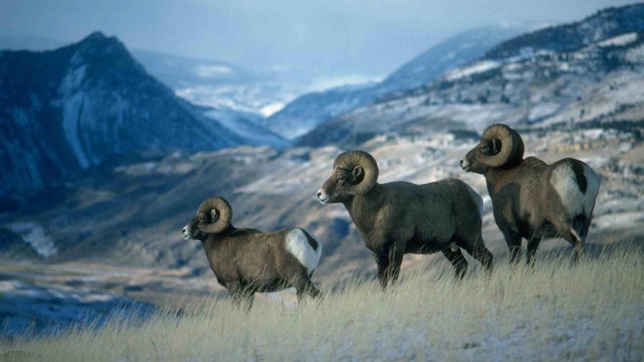 Ovis canadensis