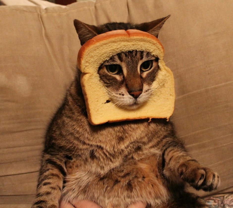 УГАРНЫЙ кот
