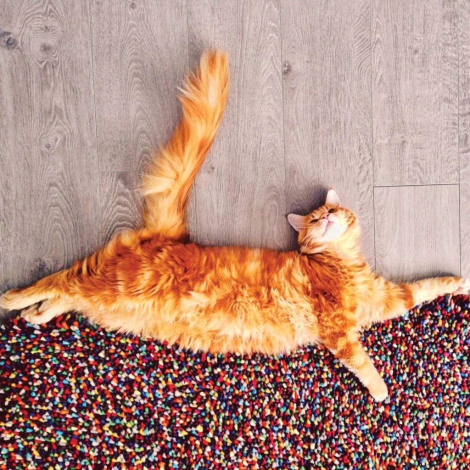 Шапочка котика