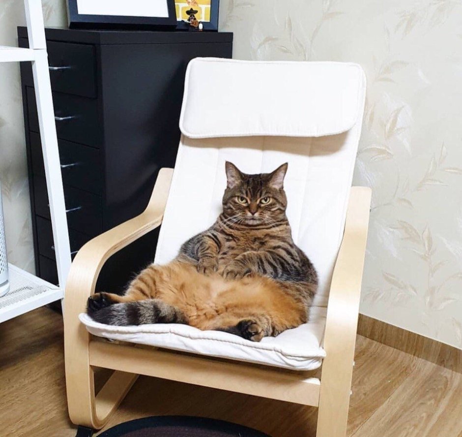 Котик смеется