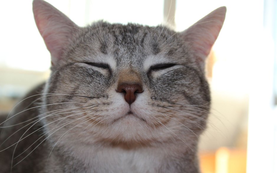 Шкодные коты