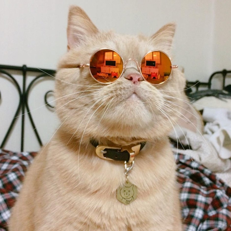 Кот щурится