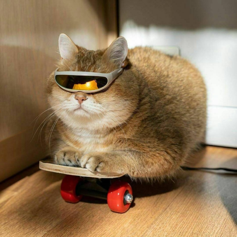 Смешные котэ