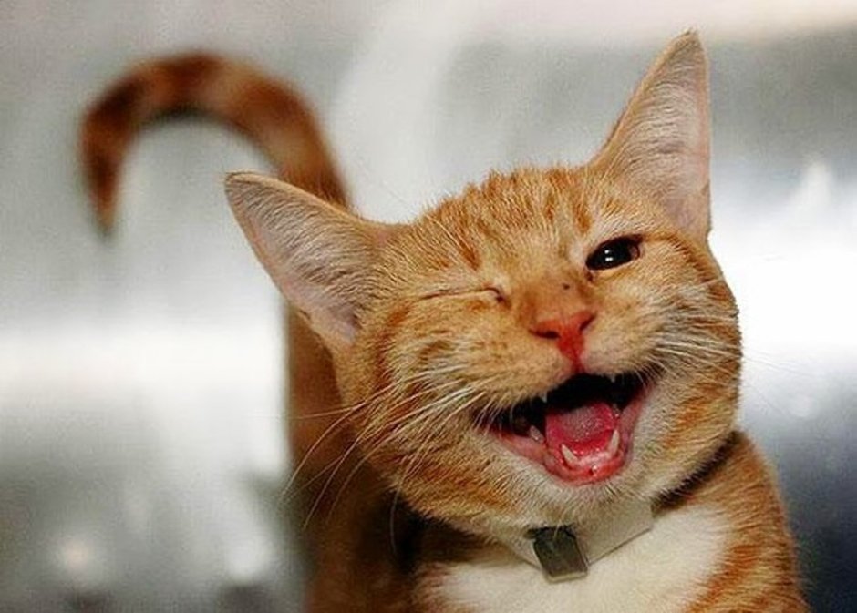 Котики смешные