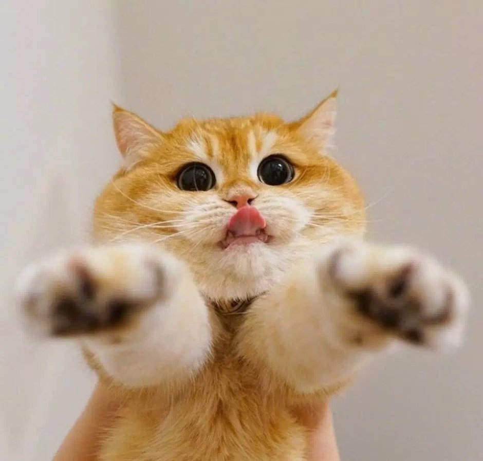 Бешеные коты