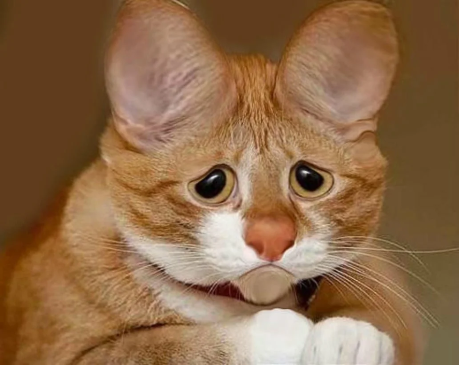 Милый котик в очках