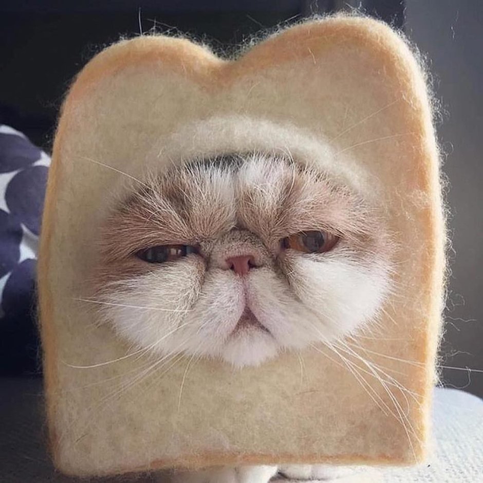 Уставший котик