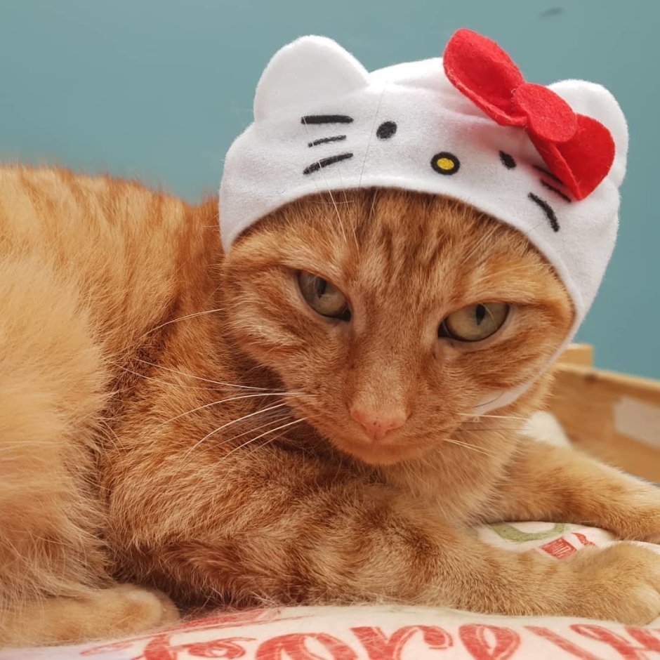 Котик пьет кофе