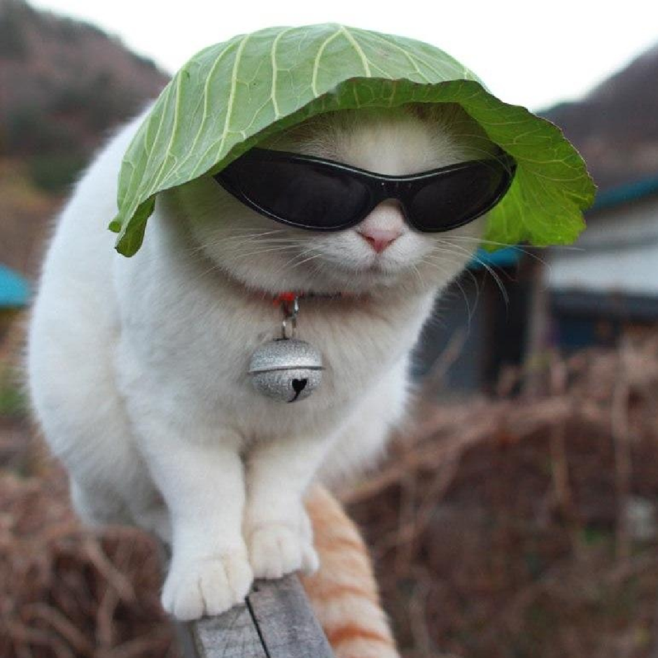 Злая кошка