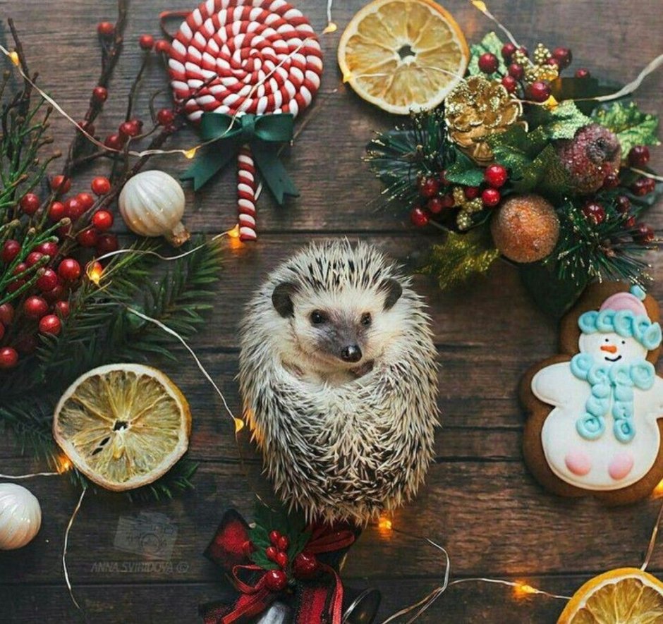 Новогодний еж