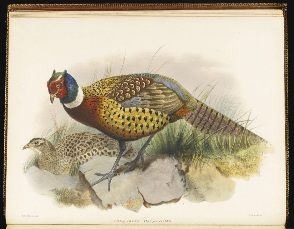Phasianus torquatus