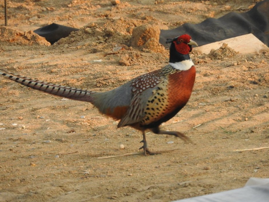 Phasianus colchicus