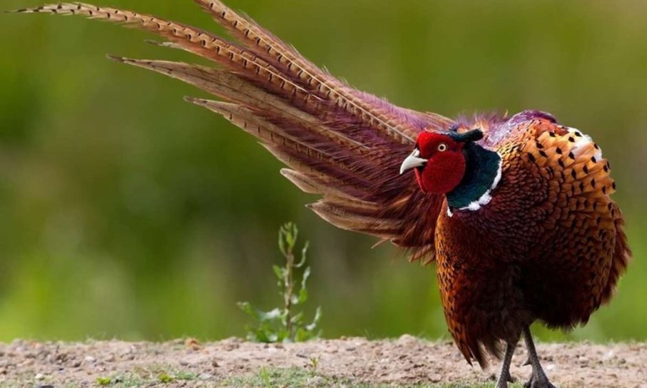 Предкавказский фазан (Phasianus colchicus septentrionalis)