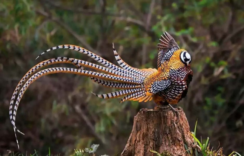 Edwards's Pheasant
