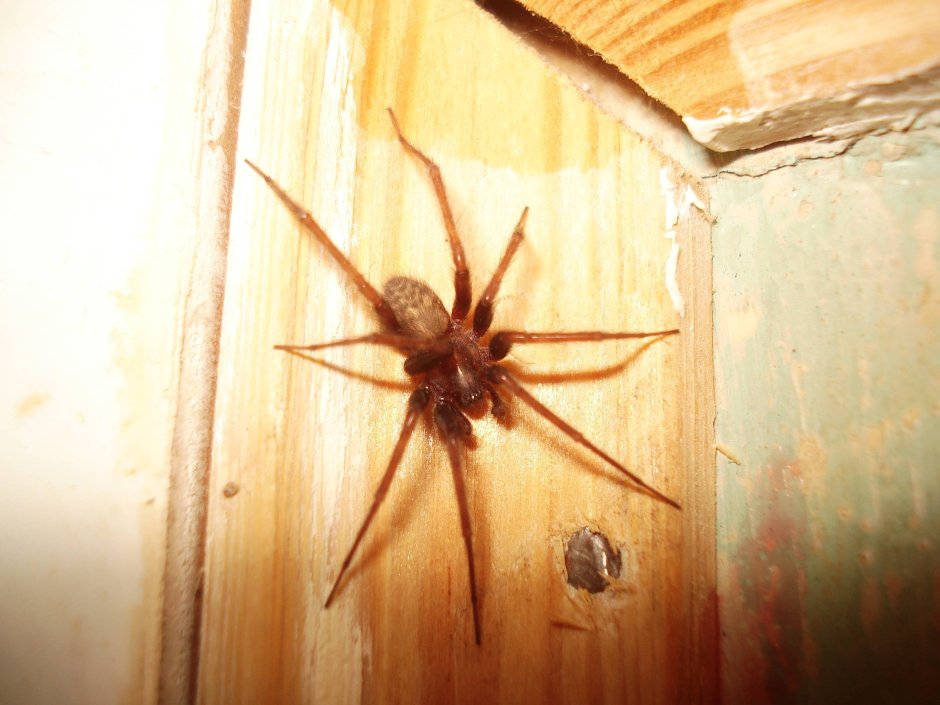 Домовой паук Tegenaria Agrestis