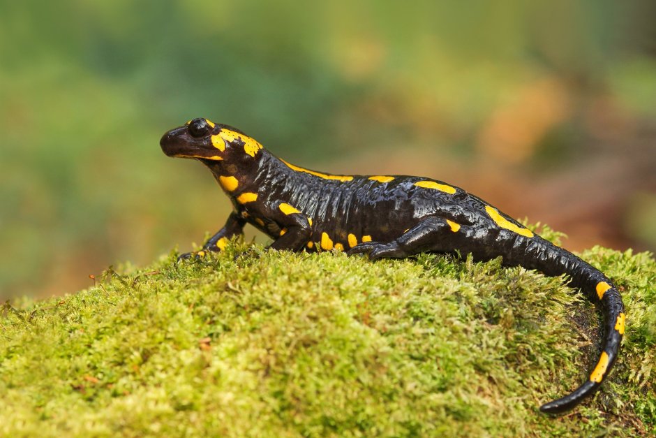 Гребенчатый Тритон Triturus cristatus (Laurenti, 1768)