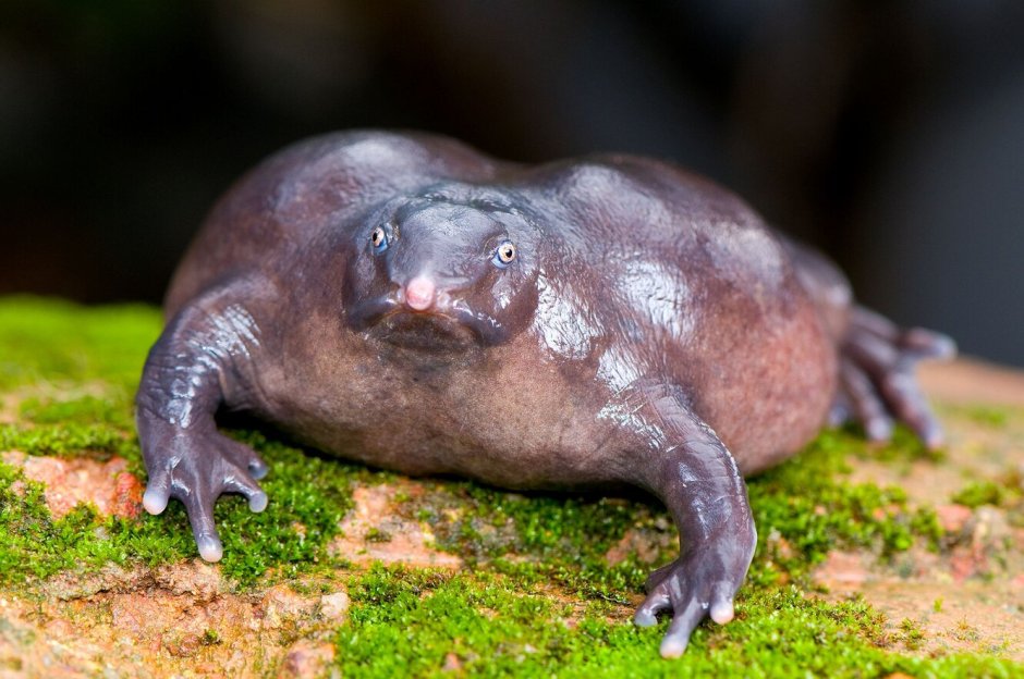Обыкновенный Тритон (Triturus vulgaris)