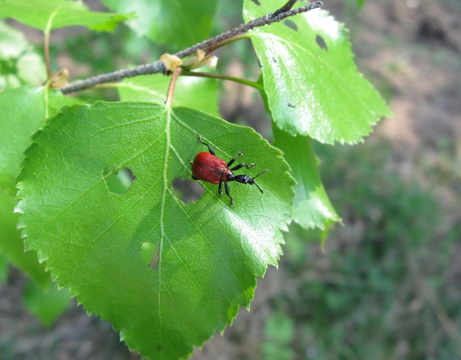 Apoderus coryli