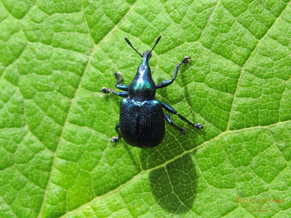 Byctiscus betulae