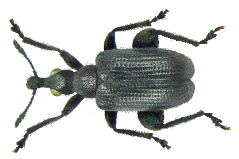 Rhipicera femorata