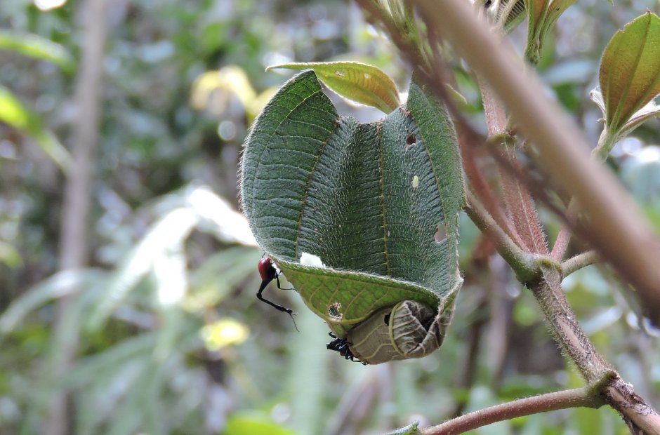 Apoderus coryli