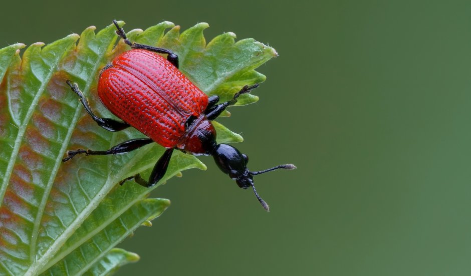 Apoderus coryli