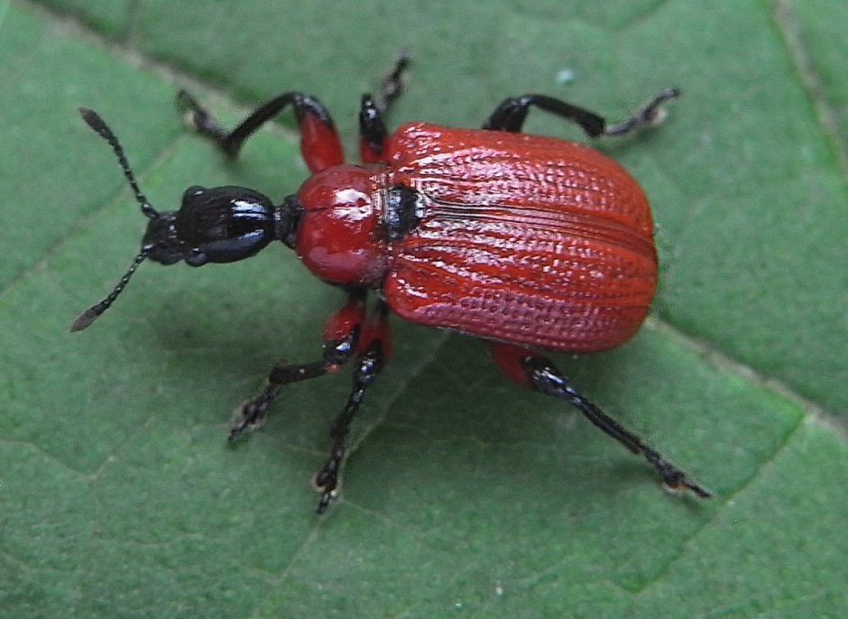 Жук Trachelophorus Giraffa