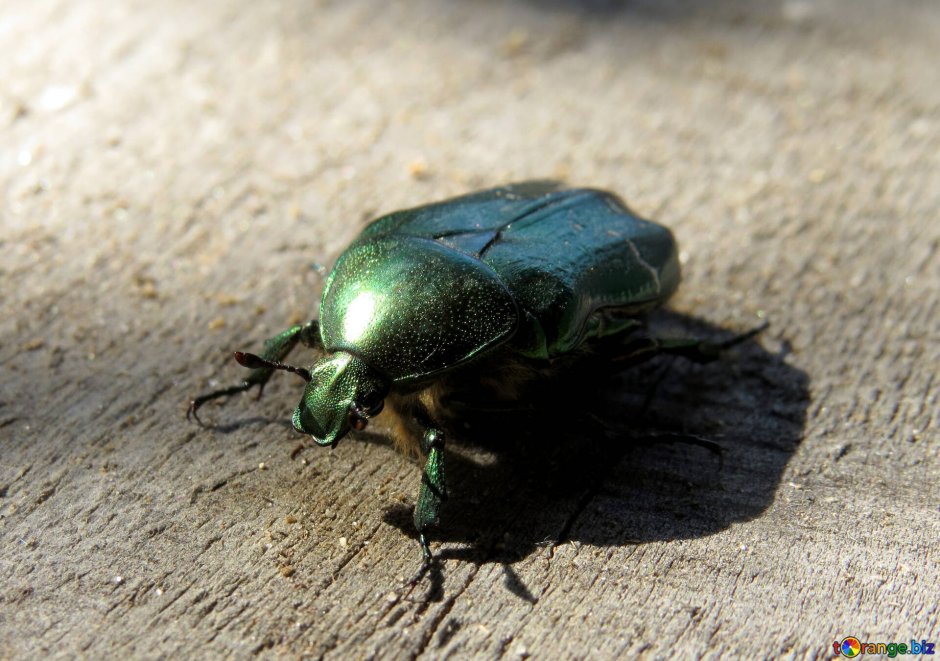 Deporaus betulae