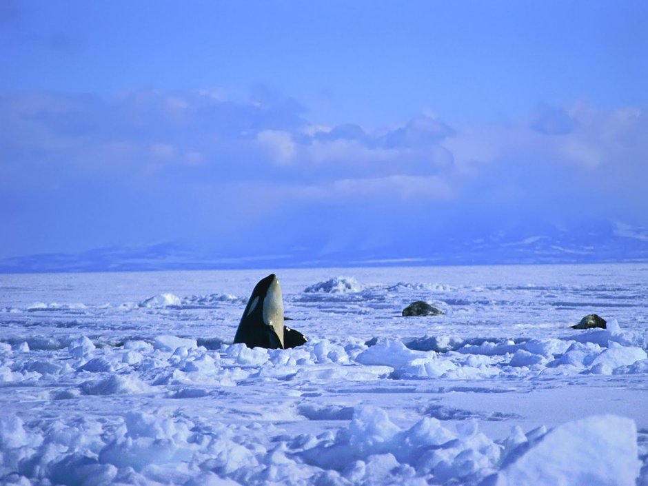 Гренландский кит Камчатка
