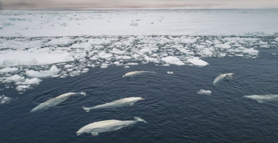 Северный Ледовитый океан белый медведь