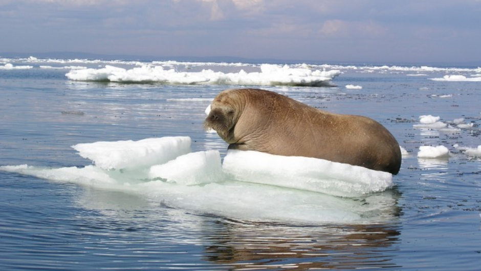 Шантарские острова горбатые киты