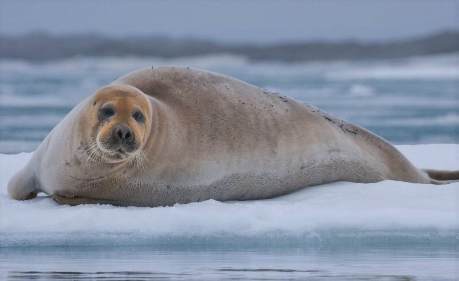 Белуха в Баренцевом море