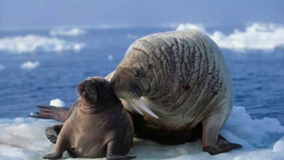 Северно Ледовитый океан море Лаптевых