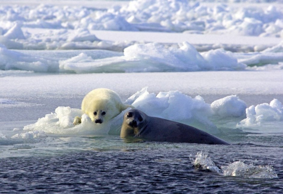 Белый медведь Ледовитый океан