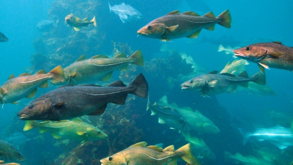 Нарвал Северного Ледовитого океана