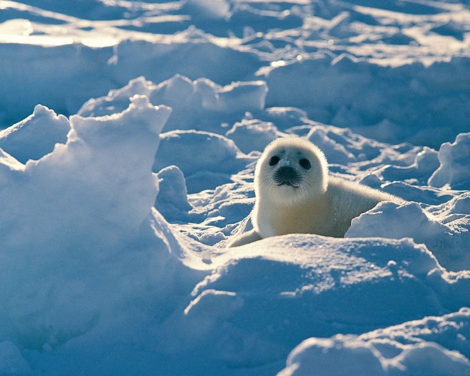 Касатки Северного Ледовитого океана