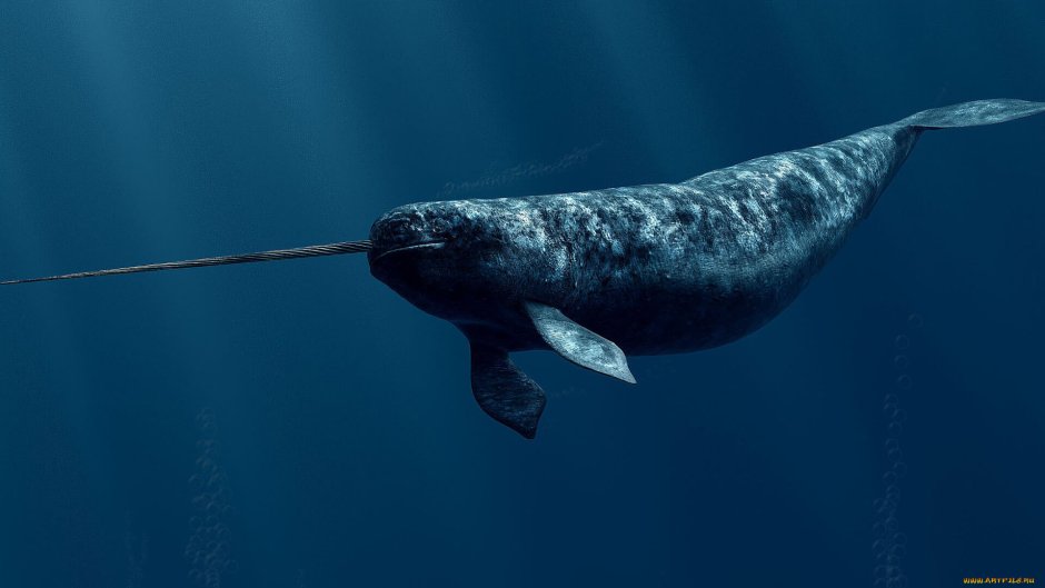 Рыбы Охотского моря