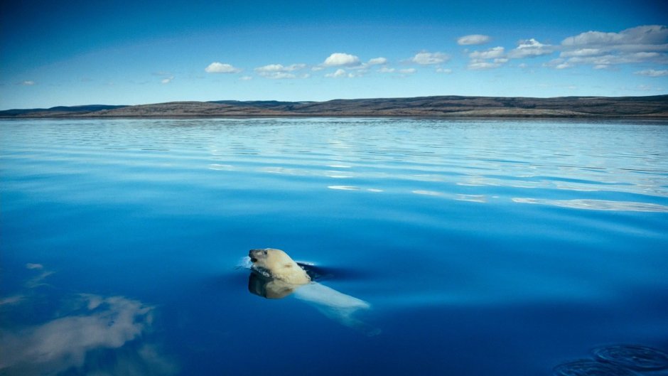 Море Лаптевых морской заяц