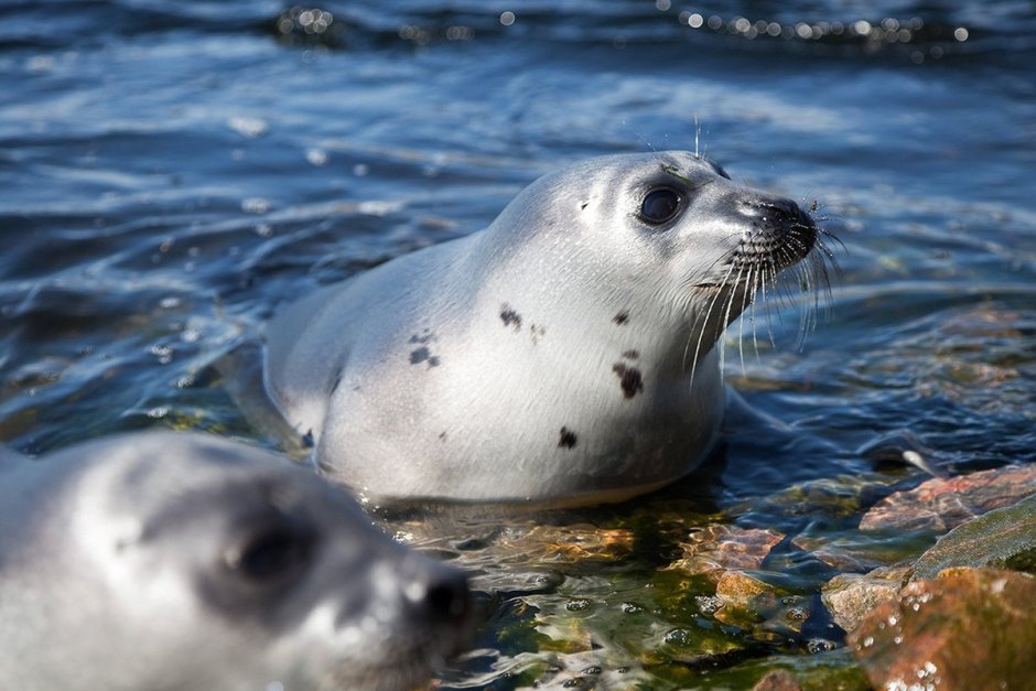 Нерпа Арктическая