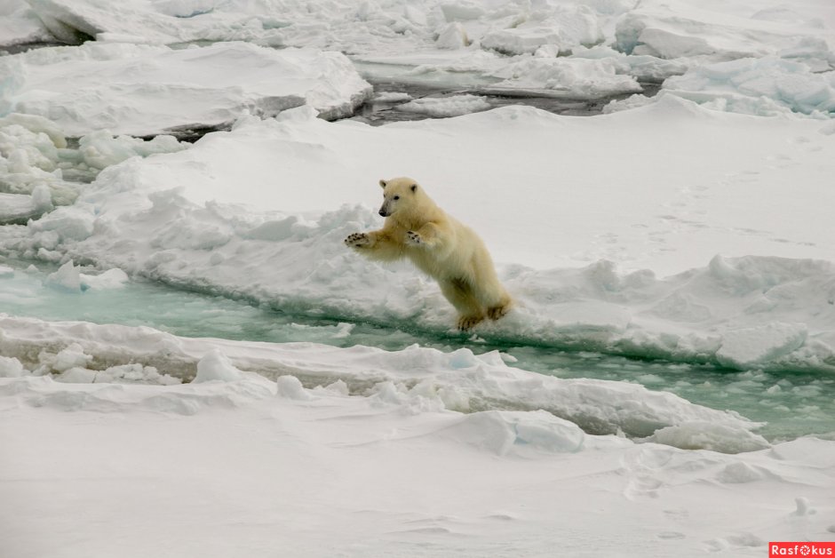 Озеро Байкал Нерпа Байкальская