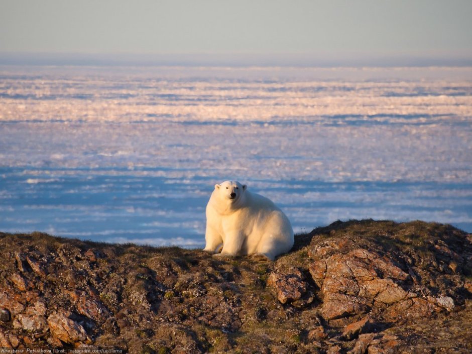 Нерпа Баренцева моря