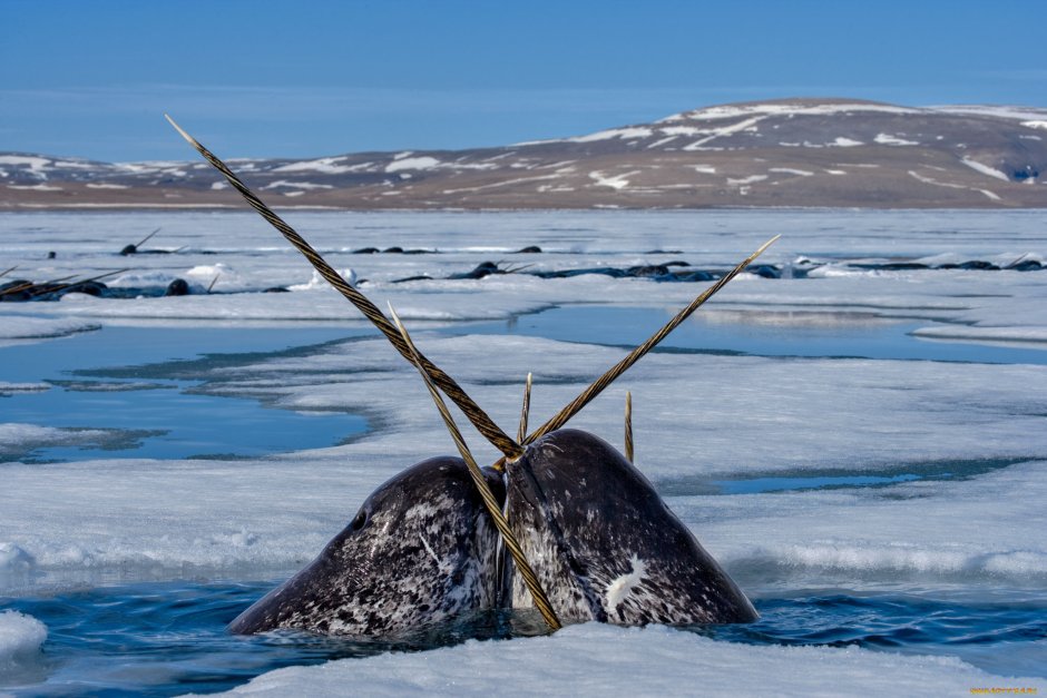 Северный Ледовитый океан белый медведь