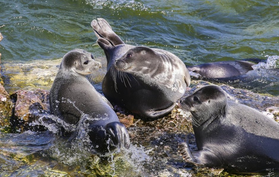 Байкальская Нерпа в воде