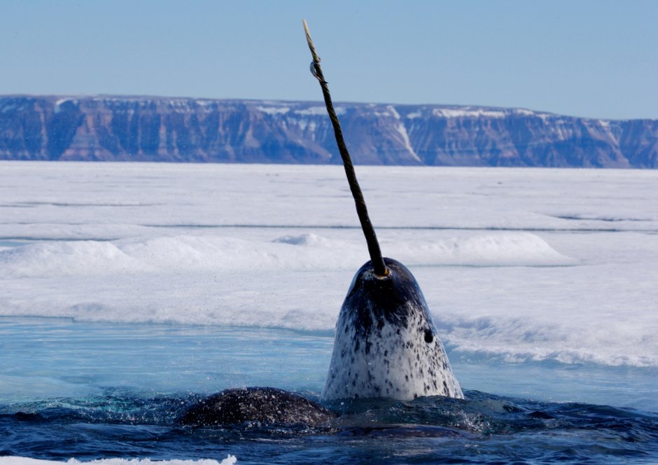 Криптозоология фото Sealion