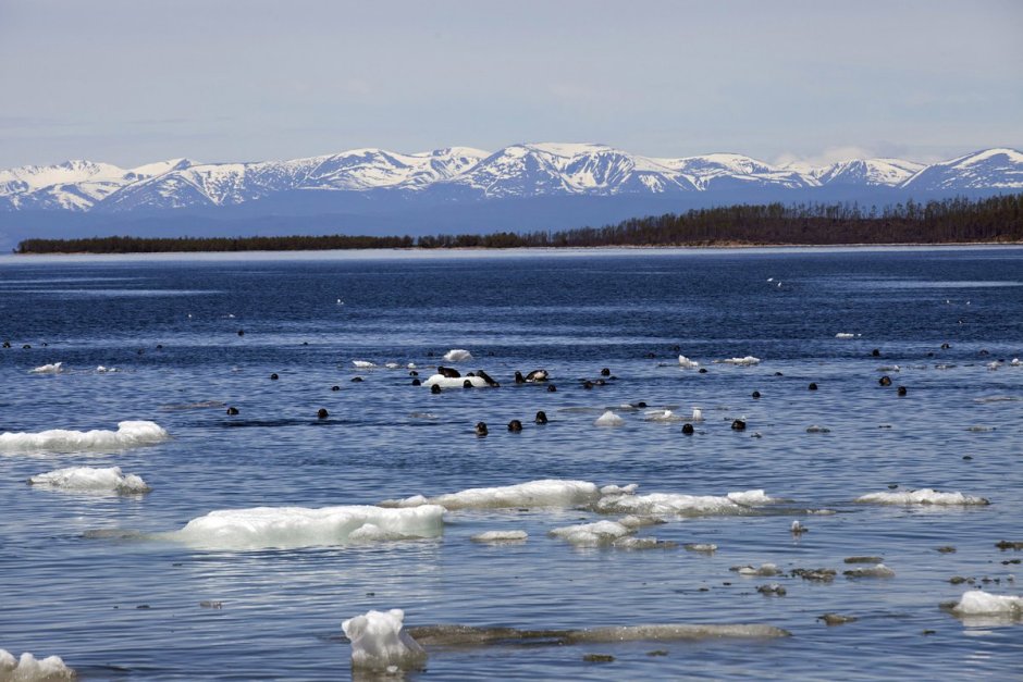 Восточно Сибирское море