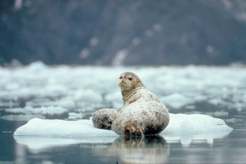 Каспийская кольчатая Нерпа