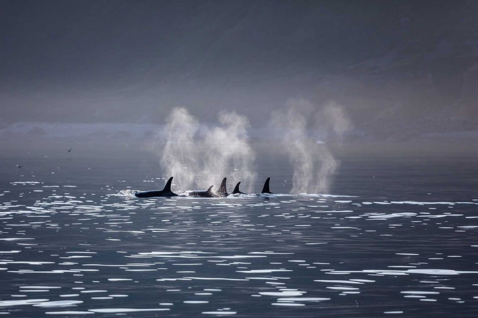 Белый медведь на снегу