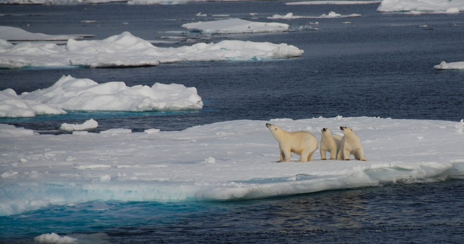 Атлантический лосось нерест